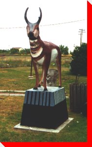 Pronghorn Antelope - Oyen, Alberta