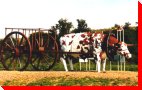 Ox and Cart - Paradise Hill, Saskatchewan