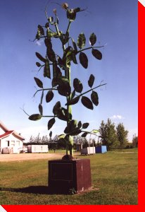 Pea Plant - Bellevue (formerly St Isidore-de-Bellevue), Saskatchewan