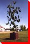 Pea Plant - Bellevue (formerly St. Isidore-de-Bellevue), Saskatchewan