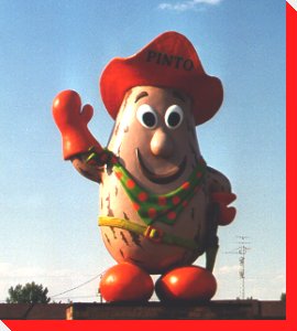 Pinto MacBean - Bow Island, Alberta