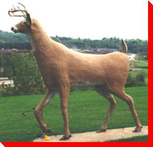 Deer - Plaster Rock, New Brunswick