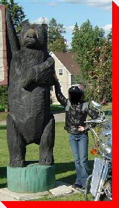 Bear - Plaster Rock, New Brunswick