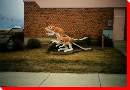 Ord's Kangaroo Rats - Leader, Saskatchewan
