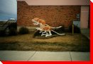 Ord's Kangaroo Rats - Leader, Saskatchewan