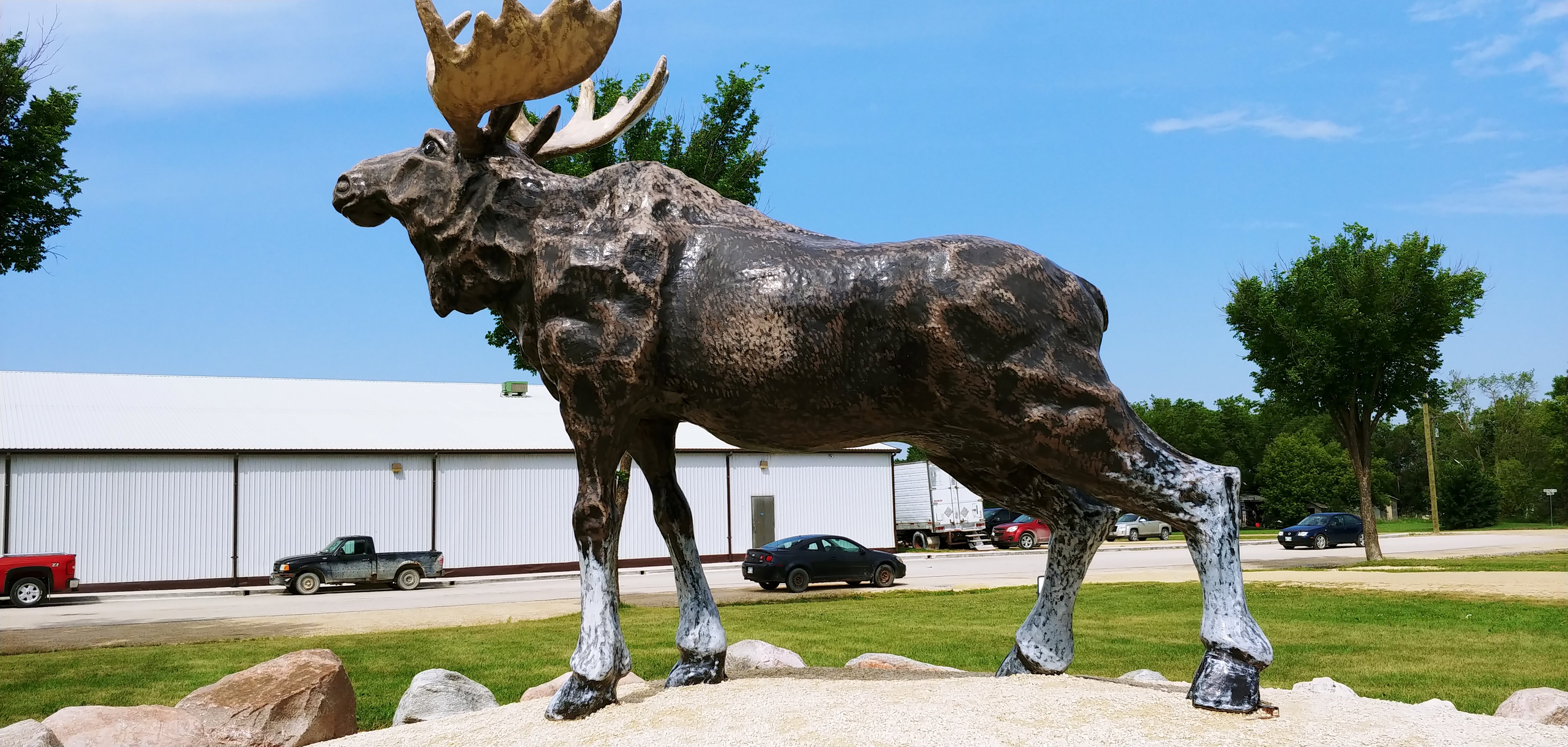 Moose - Riverton, Manitoba