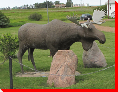 Moose - Rowley, Alberta