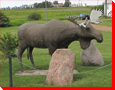 Moose - Rowley, Alberta