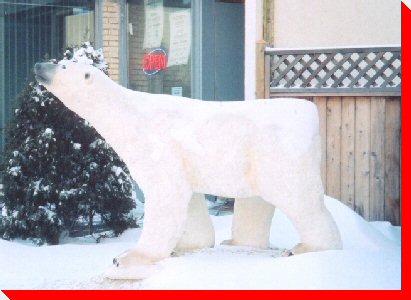 Polar Bear - Regina, Saskatchewan