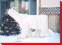 Polar Bear - Regina, Saskatchewan