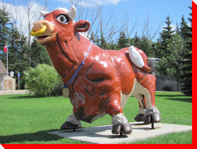 Bull - Russell, Manitoba