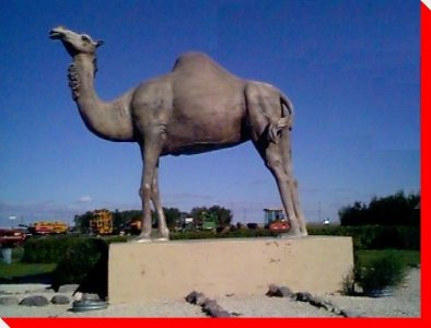 Sara the Camel - Glenboro, Mantoba