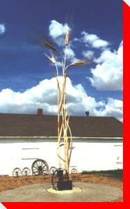 Wheat Stalks - Sceptre, Saskatchewan