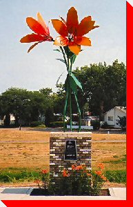 Lilies - Swift Current, Saskatchewan