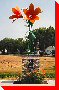 Lilies - Swift Current, Saskatchewan