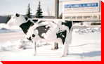 Dairy Cow - Saskatoon, Saskatchewan