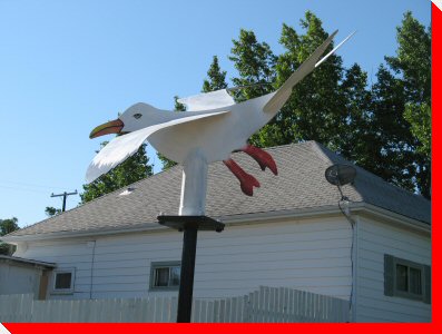 Sea Gull - Gull Lake, Saskatchewan