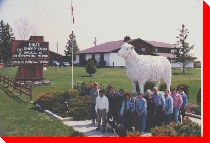 Egli's Sheep - Minnitaki, Ontario