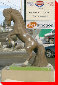 Horse - Saskatoon, Saskatchewan