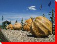 Pumpkins - Smoky Lake Alberta