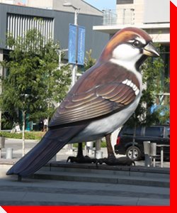 Giant Sparrow - Vancouver, British Columbia