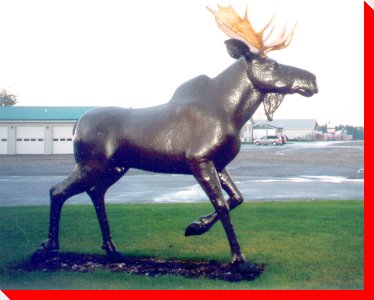 Moose - Smooth Rock Falls, Ontario