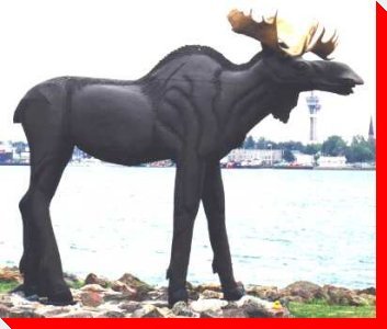 Moose - Sault Ste. Marie, Ontario