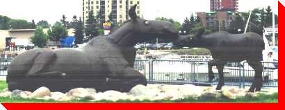 Moose Cow and Calf - Sault Ste. Marie, Ontario