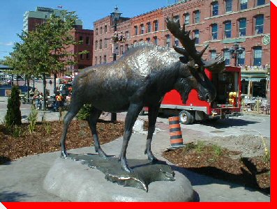 Moose - St. John, New Brunswick