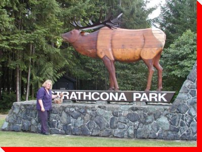 Roosevelt Elk - Strathcona Park, British Columbia
