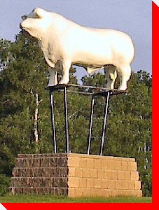 Bull - Ste. Rose, Manitoba