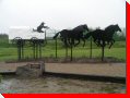 Chuckwagon Racer - St. Walburg, Saskatchewan