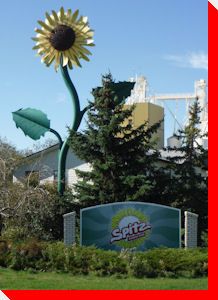 Sunflower - Bow Island, Alberta