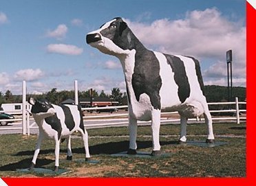 Buttercup the Cow and Daisy the Calf - Sussex, New Brunswick