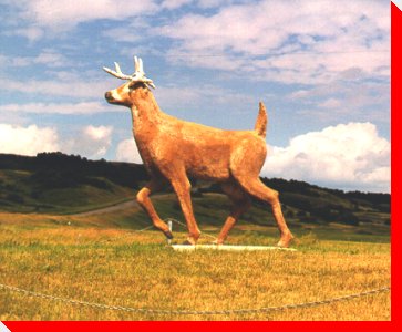 White Tail Deer - Tantallon, Saskatchewan