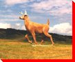 White Tail Deer - Tantallon, Saskatchewan