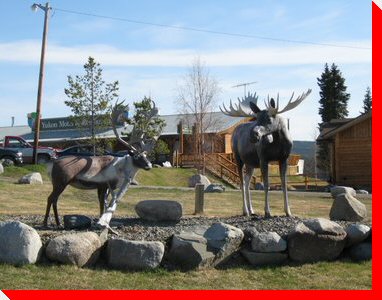 Caribou and Moose - Teslin, Yukon