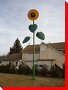 Sunflower - Thorhild, Alberta