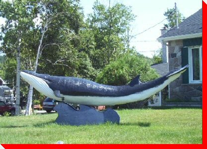Whale - Tadoussac, Quebec