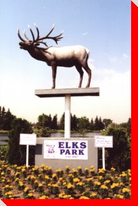 Elk - Vegreville, Alberta