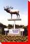 Elk - Vegreville, Alberta