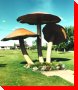 Mushrooms - Vilna, Alberta