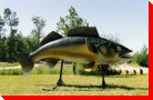 Walleye - Lesser Slave Lake, Alberta