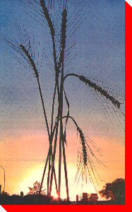 Wheat Sculptures - Weyburn, Saskatchewan