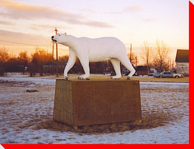 Polar Bear - Whitebear, Saskatchewan