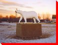 Polar Bear - Whitebear, Saskatchewan