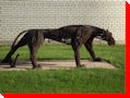 Wire Cougar - North Battleford, Saskatchewan