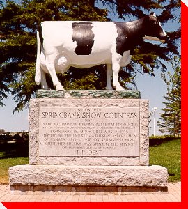 Springbank Snow Countess - Holstein Cow - Woodstock, Ontario